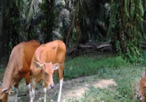 Integrasi sawit sapi berbasis kemitraan usaha ternak inti plasma.